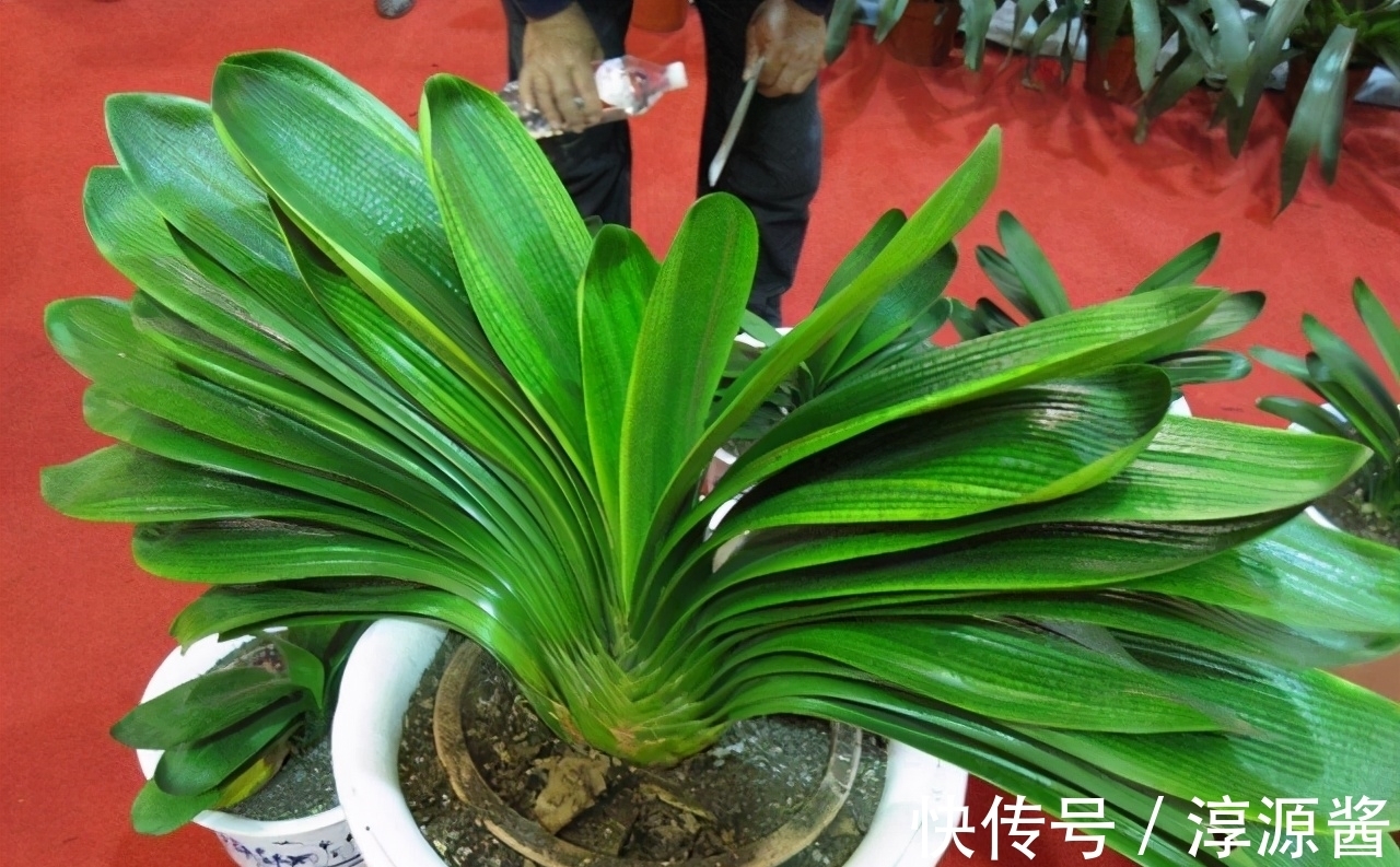 君子兰养烂根了?稳住别慌,这3种药片来相助,2周便能长新根