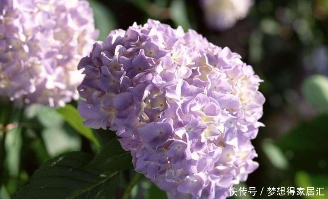 还在为绣球花开花少而苦恼?来看看吧