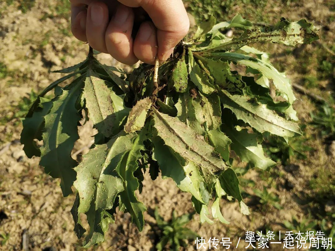 野菜|农村一种满身是刺的野草,见到请别错过,如今15元一斤成高钙菜