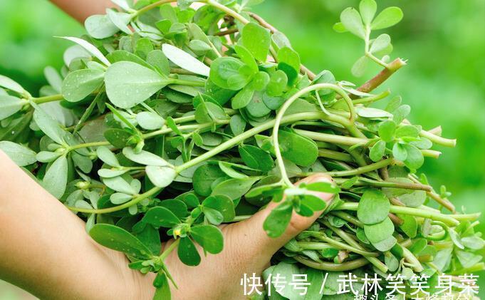 焯水|马齿苋，别再焯水排酸了，教你一招，鲜美好吃，不苦不涩不发酸