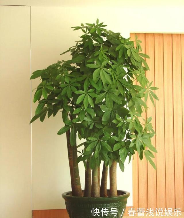 客厅最旺宅的6种花，一种比一种好养，一棵比一棵好看