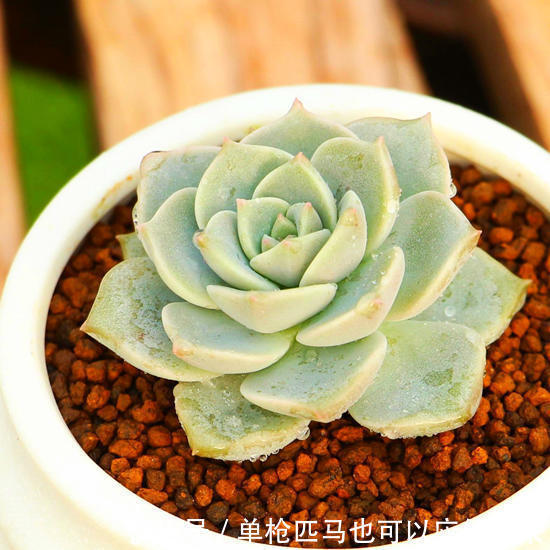 3种适合秋天养的多肉，赶快动手养起来，叶片红的、白色似莲花