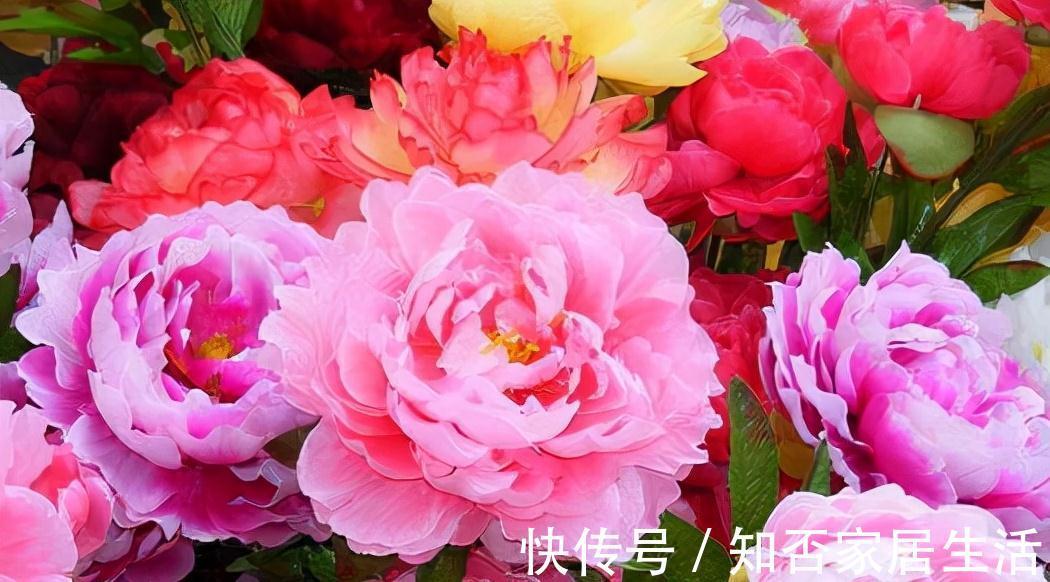 农历九月十八霜降后,养什么花?家里养3种花,平安喜乐幸福快乐