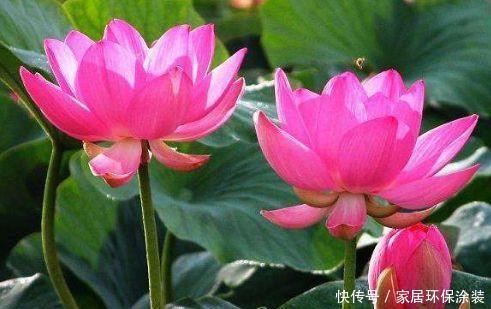 季刊花卉,开花幽香暗淡,花型圆滚惹人爱,入手不亏