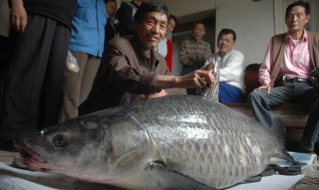 青鱼的“悲哀”：衔着宝石的明星鱼，却因野蛮生长而沦为“废柴”