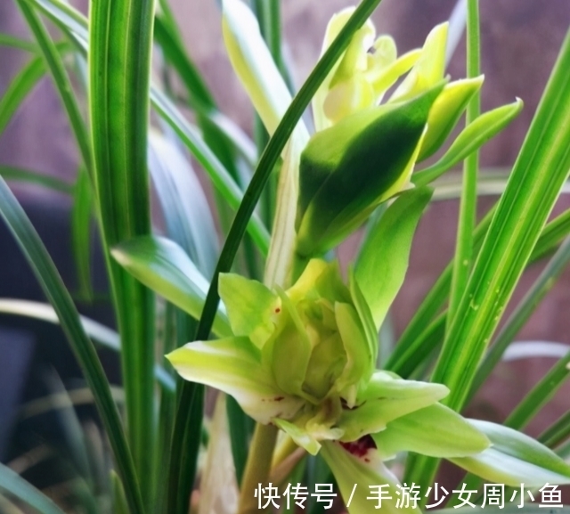 余蝴蝶|它被誉为国兰“奇花之首”,花瓣上百片,香味馥郁,简单易活