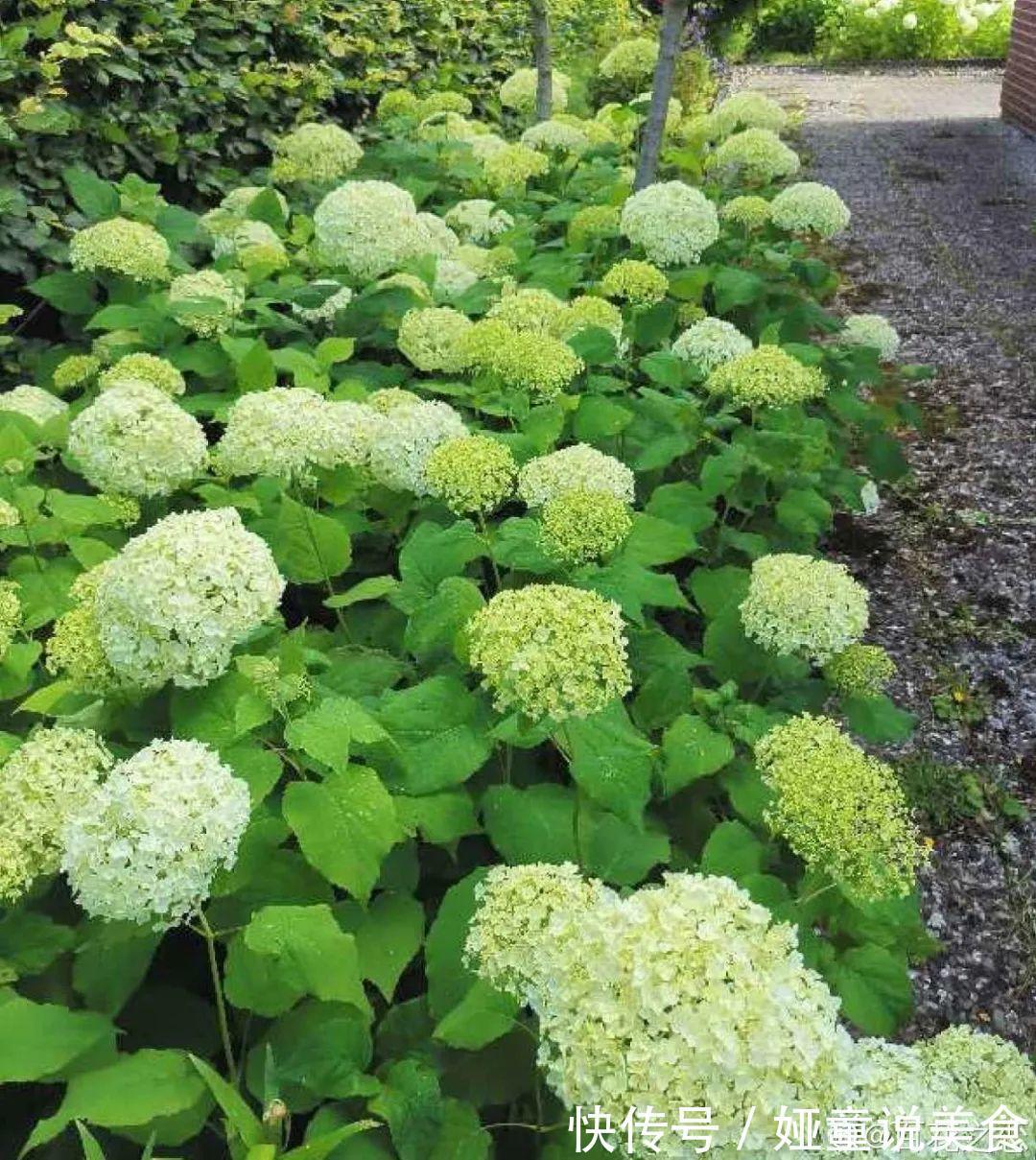 9种花是富贵命,必须大盆养,小盆养会憋死