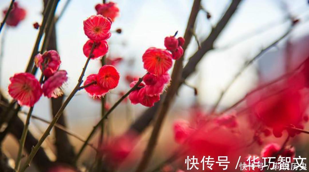 小溪$杨万里一首有趣的咏梅诗,开篇就显得与众不同,结尾则是千古名句