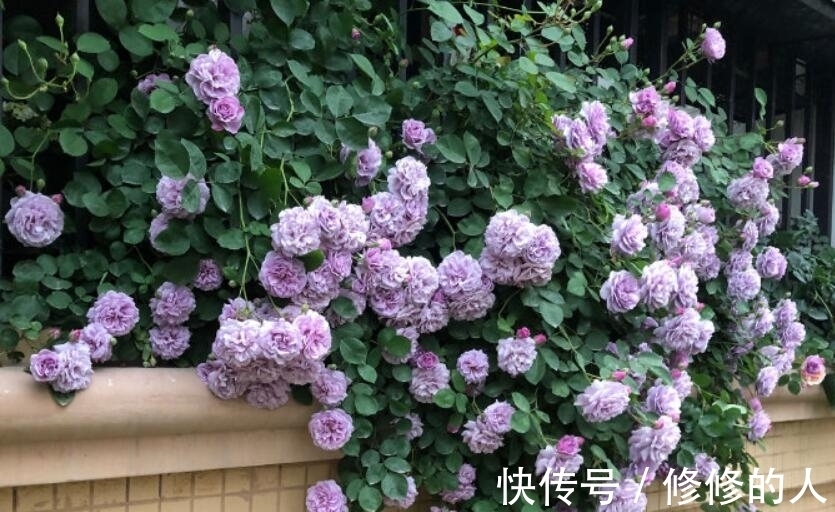 发现一户庭院，真是太有才了，藤本月季铺满角落，太美了