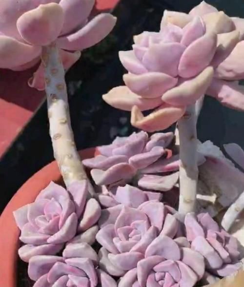 景天科多肉|6种漂亮多肉,越老越美丽,长成小老桩,人人见了都赞叹不已!