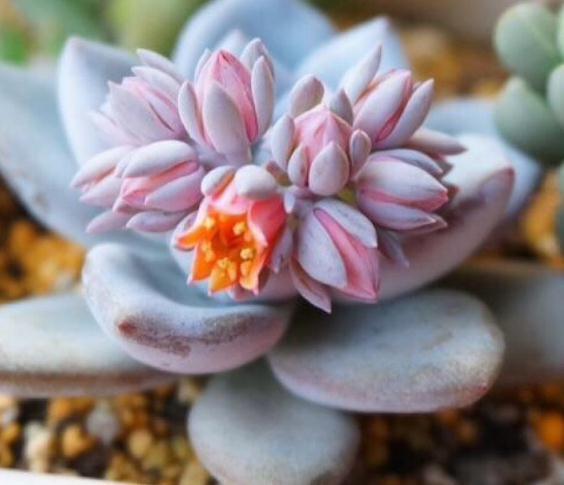 3种花“脸皮厚”，给点水就长，晒点太阳就开花，养成老桩价值高