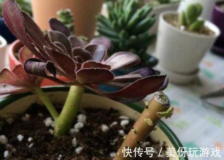 杀菌|多肉“砍头”有讲究,一共4点,很多人都会忘了第3点