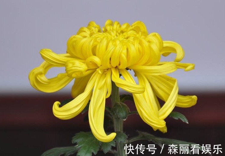 阴历|阴历哪几月出生的女人,长得漂亮,知书达理,娶到就是福气