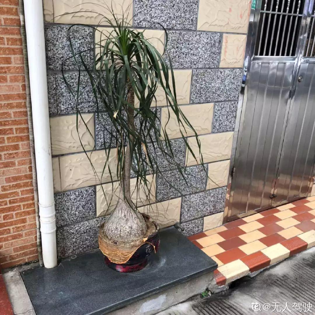10种耐旱花,2个月不浇水,叶子反而绿油油!