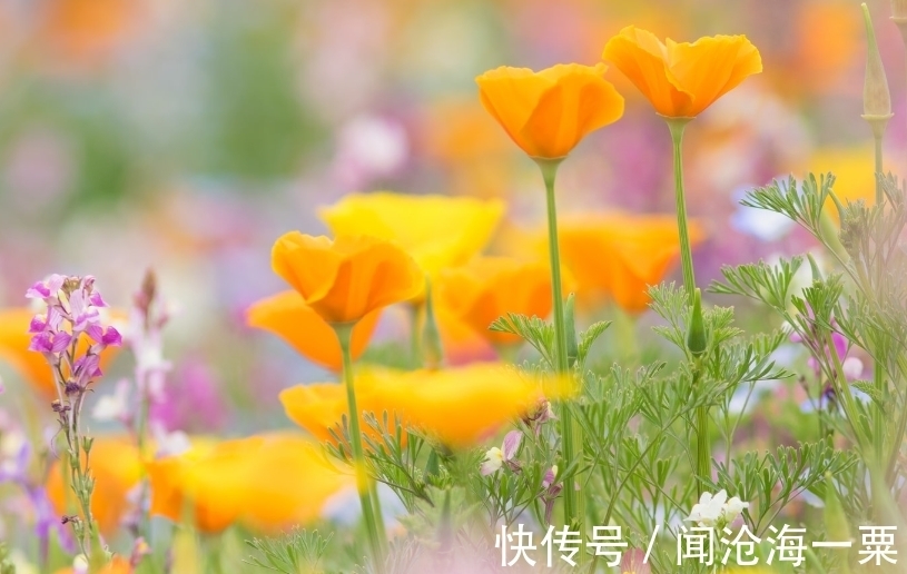 逆袭|7月底，桃花逆袭，难舍旧爱，携手前任，3生肖不负深情，相约白头