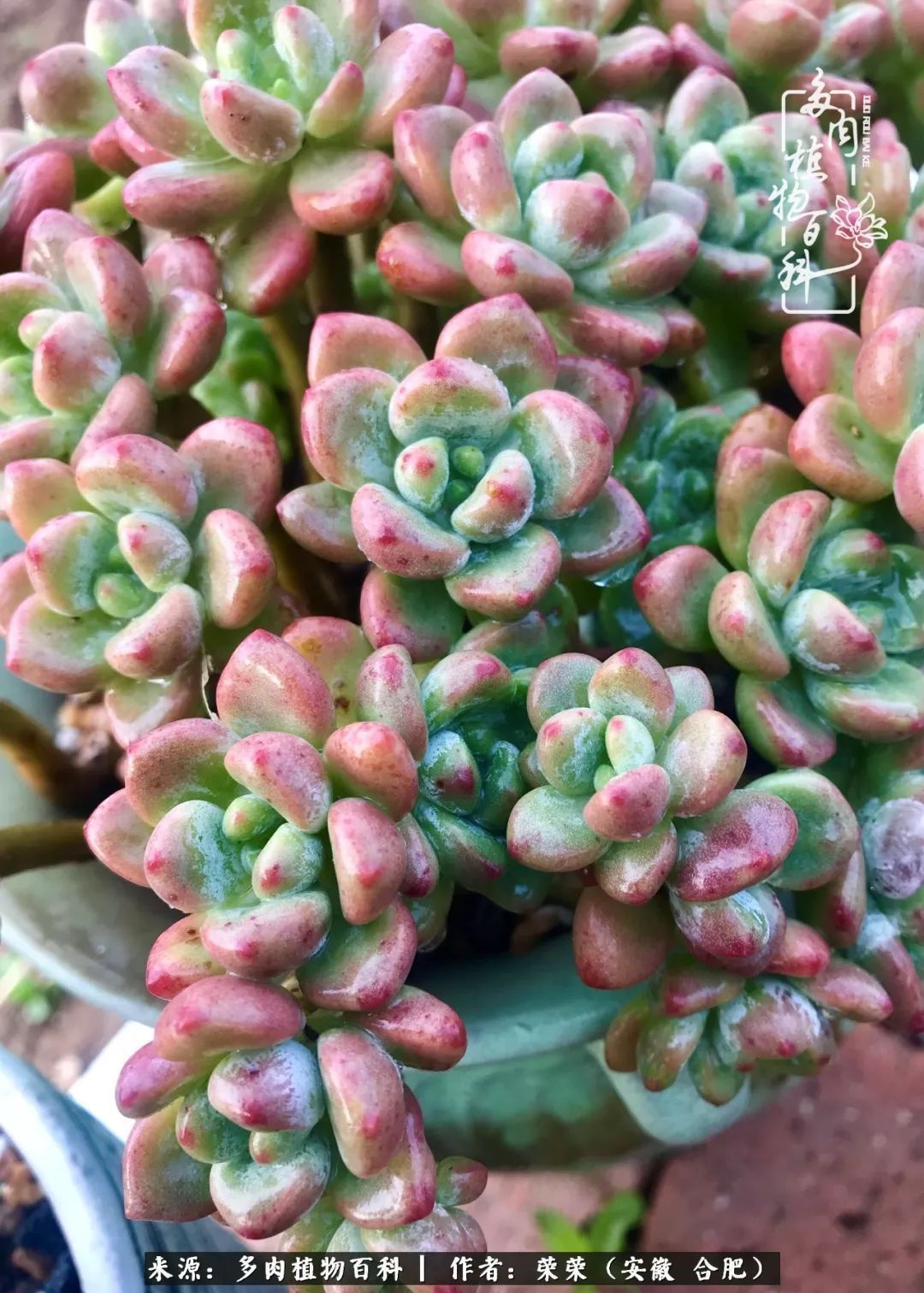 金秋时节,变化带来的惊喜不正是养肉的乐趣所在么!