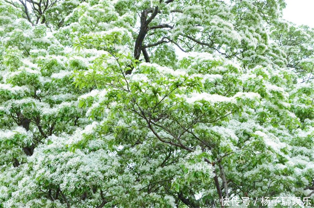 世界上仅存的这株降龙木活株，花开香飘数里，价格比黄金还贵