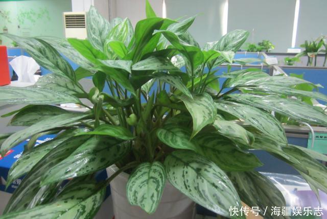 植株|这10种花夏天“晒不得”,一见强光就黄叶,赶紧搬回家