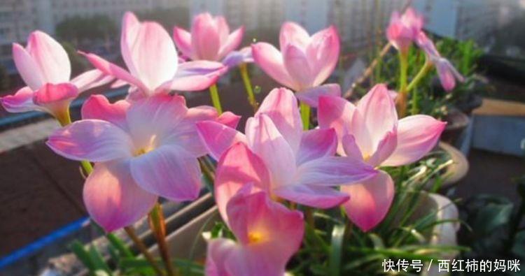 此花超漂亮,沾土就活,颜色多样,绚丽多彩