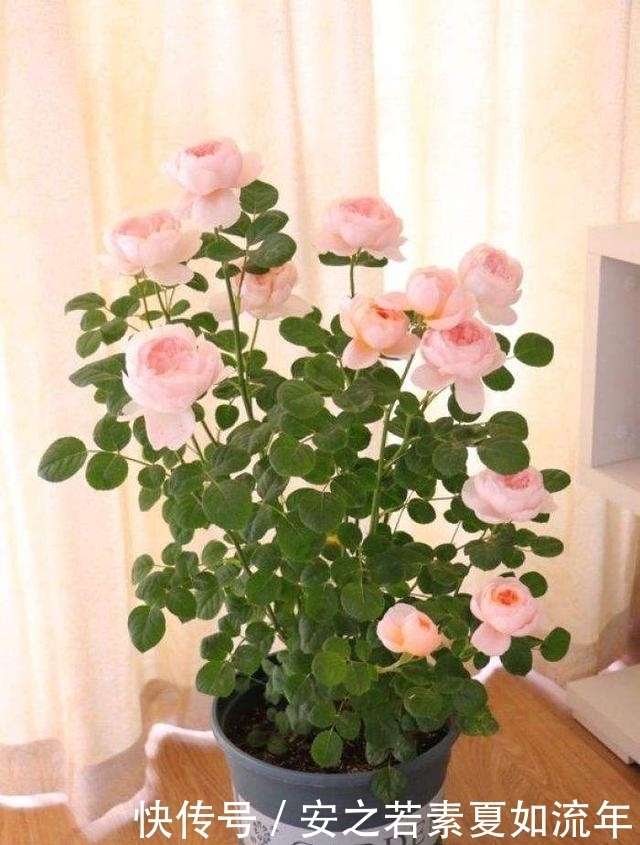 花卉|最迷人的月季花,花色娇嫩,花朵较大,是难得的盆栽花卉品种