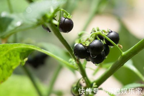 野果|有种野果名字生僻功效多,城里人都爱吃,种植的人说技术简单