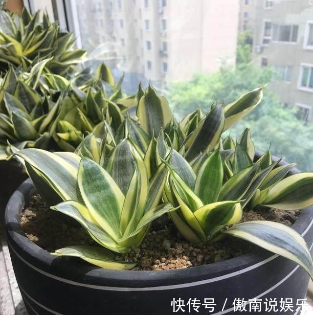 老妈养虎皮兰,往土里埋点料,虎皮兰长得快,侧芽蹭蹭冒