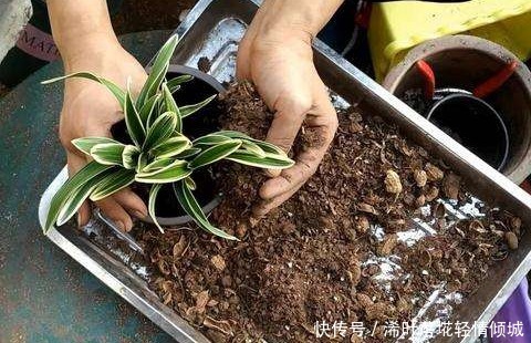 ”3种“生活垃圾不要扔，拿来养花，比花肥效果好，不花一分钱