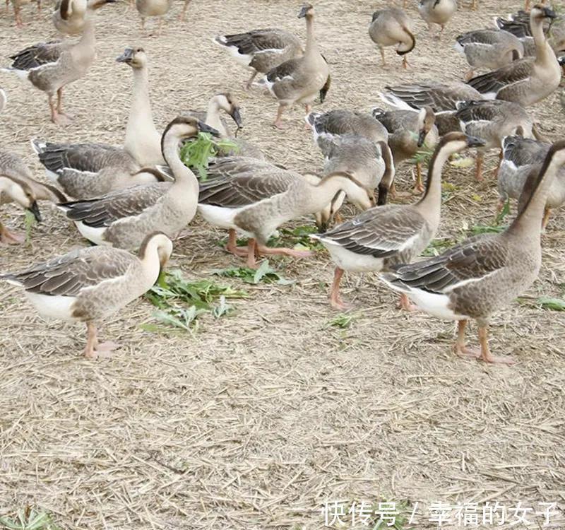 道县的三大荤菜特产,一道比一道绝