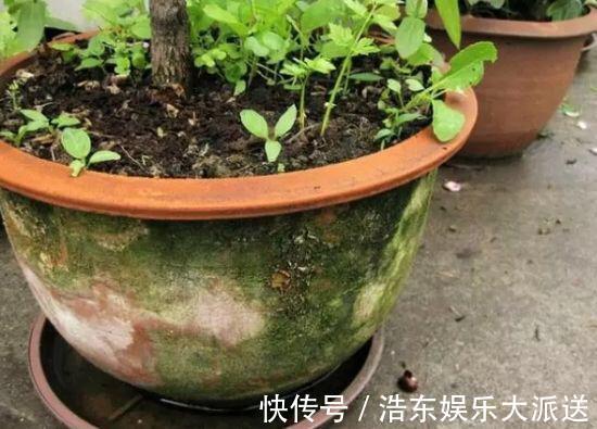 结积水|盆土板结积水怎么办3个“步骤”就解决，盆土疏松肥沃，根系旺