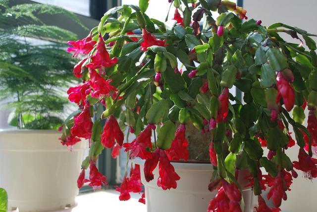 蟹爪兰喜欢这种营养液,不掉花苞不怕黄叶,花开满盆!