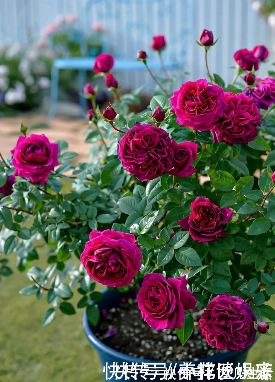 花苞|想让盆栽月季快速爆盆？趁着刚长芽，小苗只需做好3步就可以