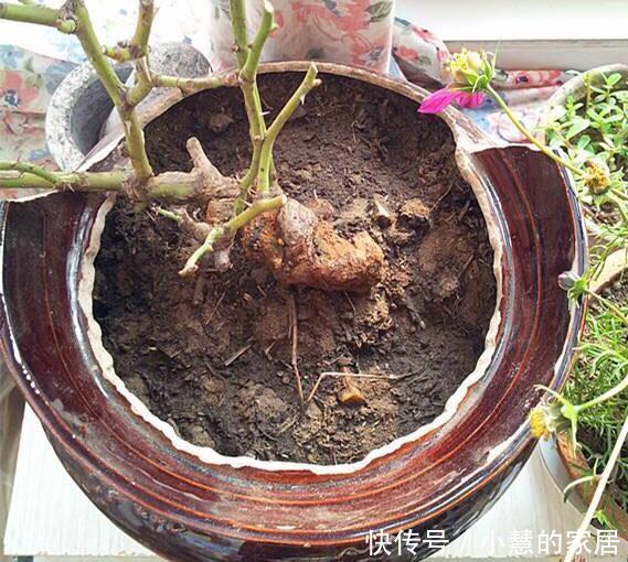 养花|养花没有盆，3个妙招，就能自制出漂亮的花盆，阳台上种了好多花