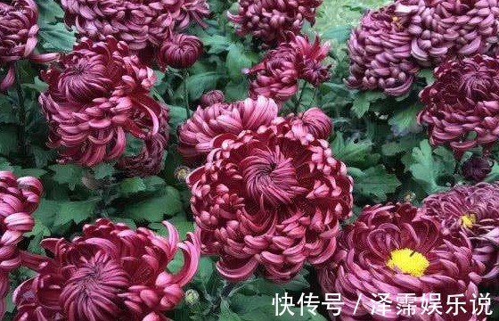 盆栽|新手养花,不如养一盆“墨狮”,花似沉睡雄狮,花期长适合盆栽养