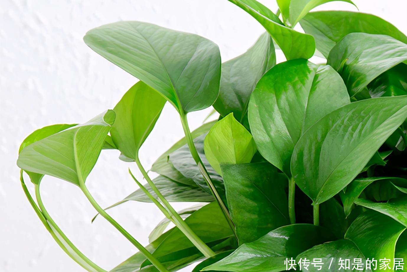 增强|绿萝不耐冻,想要安全越冬,及时做好几点,增强抵抗力