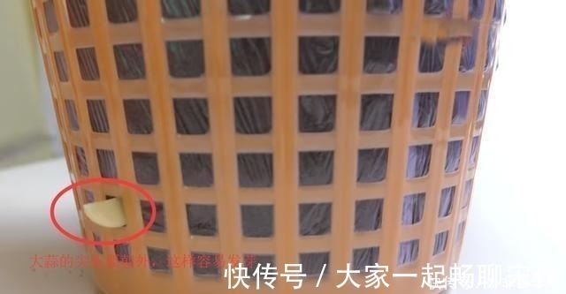 大蒜|一个垃圾桶,能种出一桶蒜!多到吃不完,以后家里一年都不用买了!