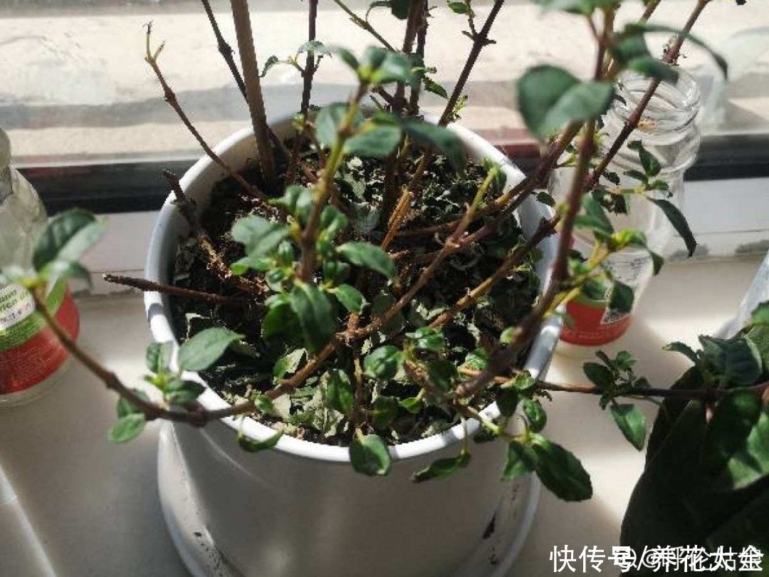 月季|养花“黑名单”实在太难养，心累