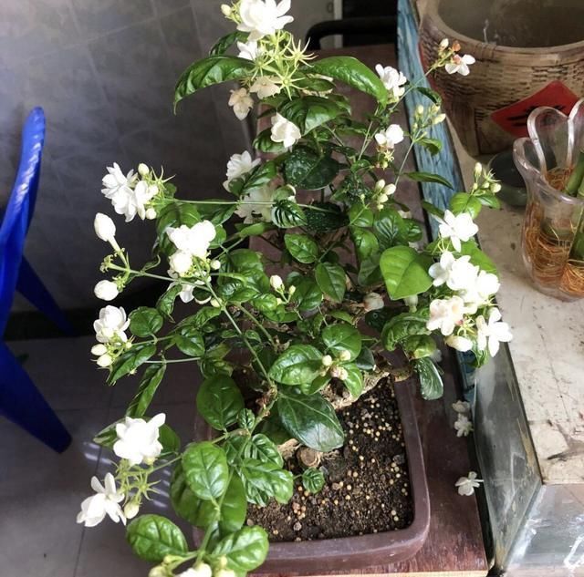 夏季|老桩茉莉开花更有“韵味”,学会4招,你也能养出老桩