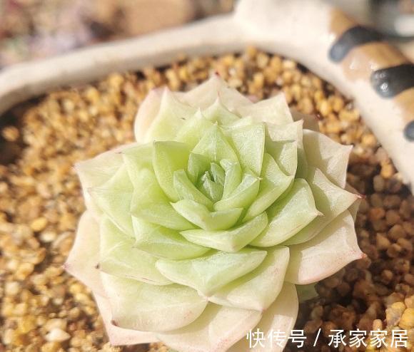 肉肉|新手肉友，最容易触犯的错误，喜欢买多肉，买回家又养不好