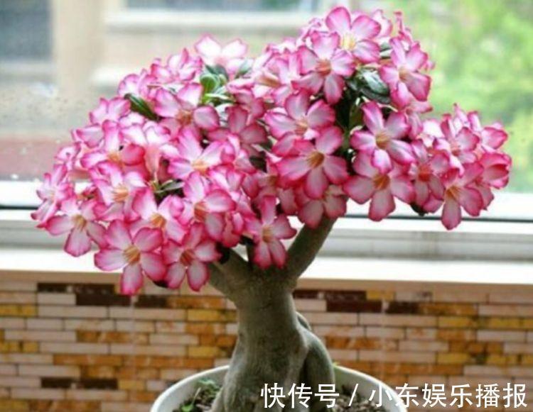 家里就养4种花，好养又漂亮，花美色艳，花儿轻松开爆盆