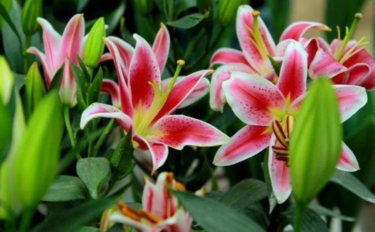 发财树|养花就养4种花，家里养一盆，花美心情好，一养就上瘾