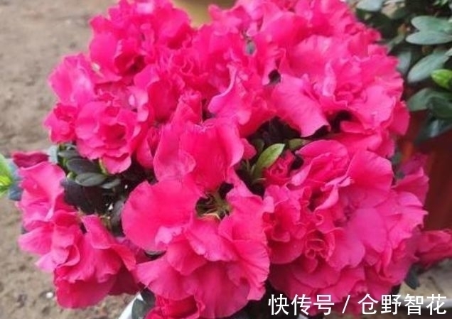 营养土|最有仙气的5种花,迷人的花朵,开满整个花盆,快养起来吧!