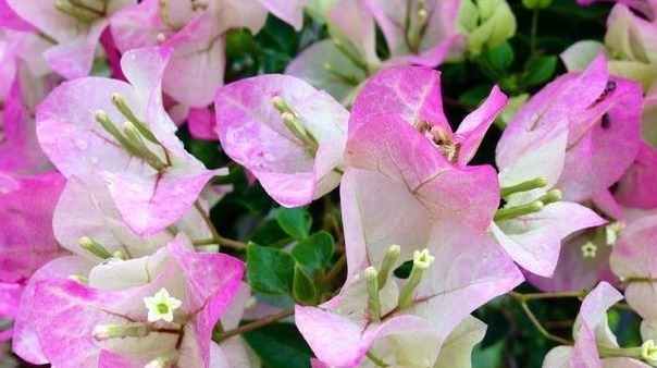 教你三角梅刚长出新叶来该怎么养护，才能快点开花，萌新涨姿势