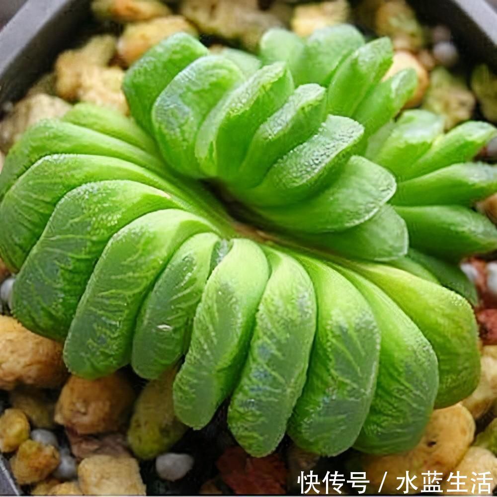 养护|4种高贵的多肉,很多人只听过名字,却没养过,直呼养不起