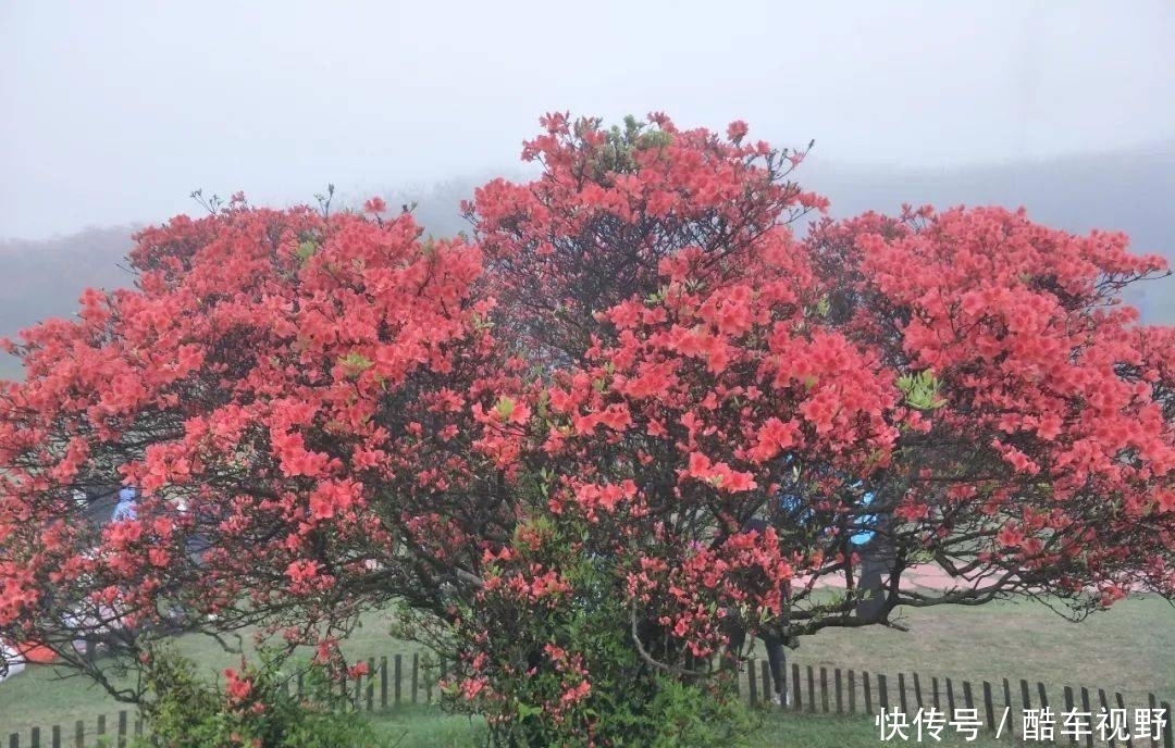 广昌这里的杜鹃花已盛开，你来打卡了吗~