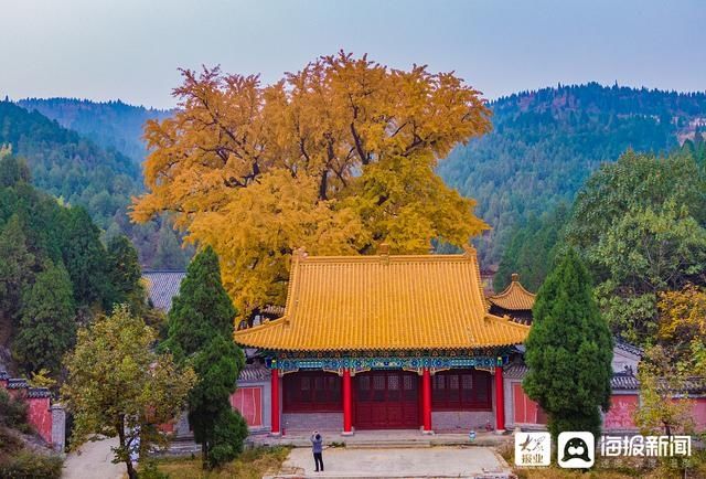  青山的环抱中格外显|济南：淌豆寺千年古银杏树披金甲