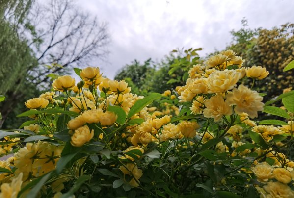 木香花开如瀑，快来宝鸡炎帝园打卡吧