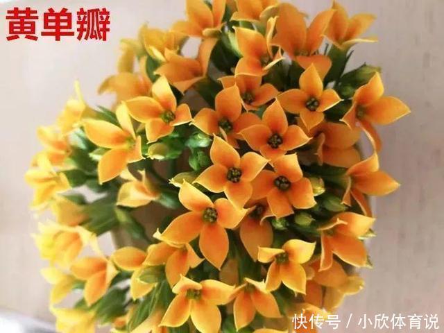 这种花品种多，花型好，养了你就爱上了！