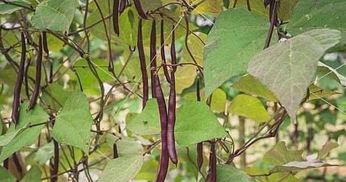 美味|糖尿病患者有口福了！这3种天然胰岛素敞开吃，美味还不升糖