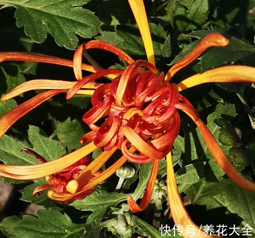 民间流传不吉利的花,敢养的人太少,你养过几种?