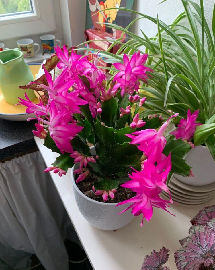 蟹爪兰|八月适合入手“6种花”，好养又漂亮，天气转凉更利于开花